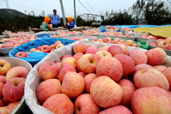 最新阿克苏苹果新闻阿克苏红旗坡苹果品质好吗-第1张图片-太平洋在线下载