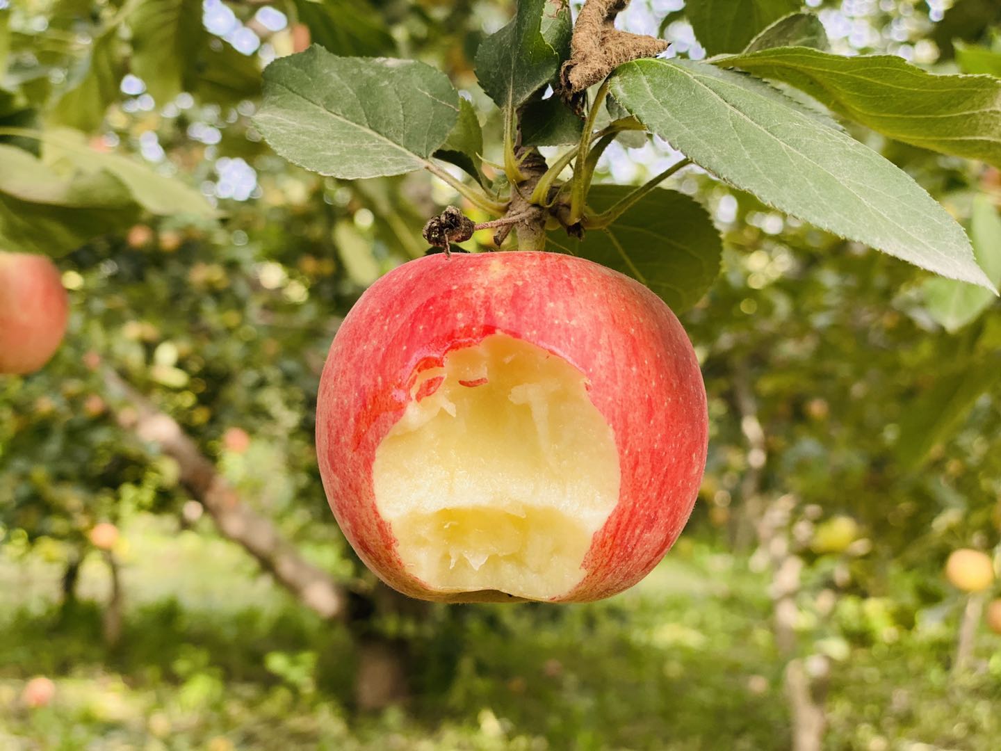 最新阿克苏苹果新闻阿克苏红旗坡苹果品质好吗-第2张图片-太平洋在线下载