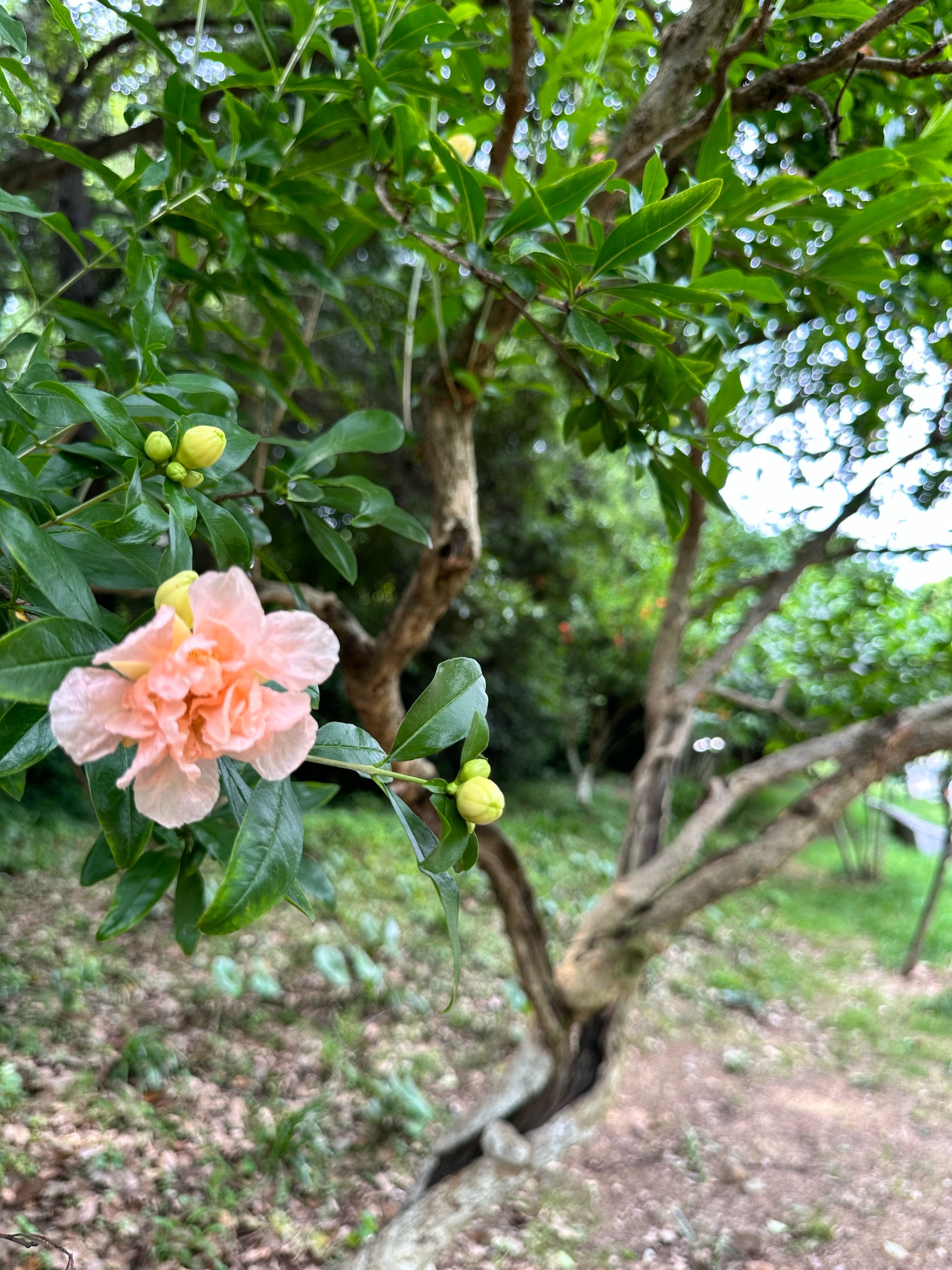 花花喵苹果版下载huluwa下载ios-第2张图片-太平洋在线下载