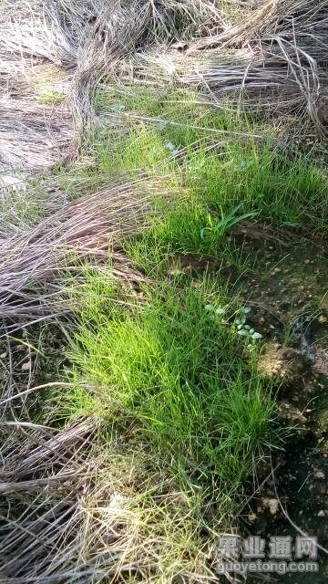 小草客户苹果版小草客户端苹果ios