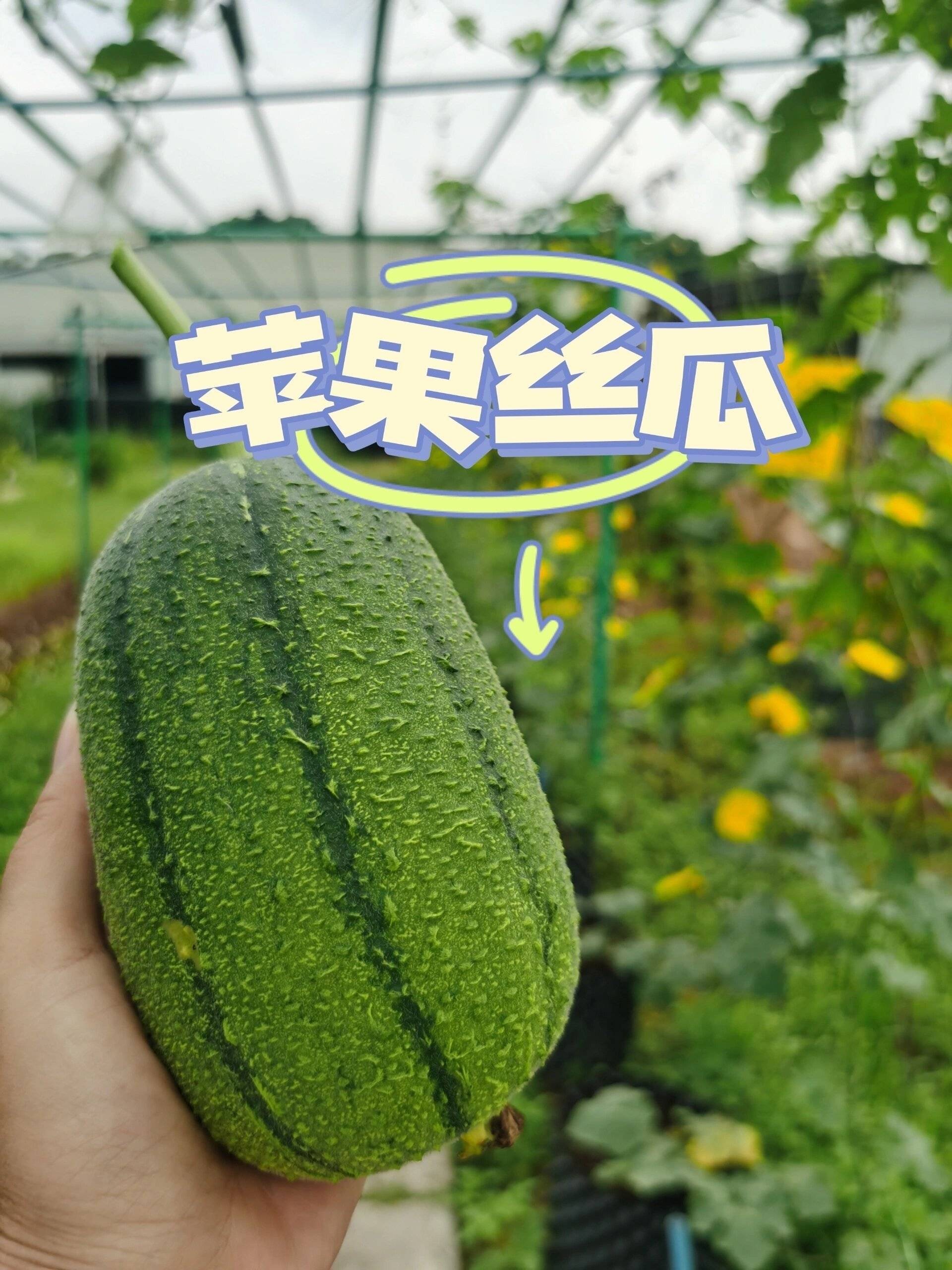 如何删除苹果版丝瓜如何删除苹果id的照片-第2张图片-太平洋在线下载